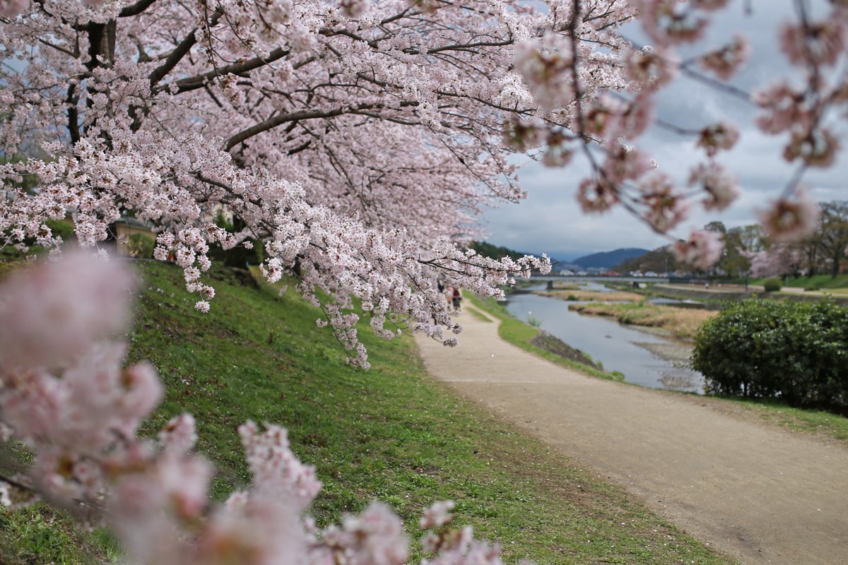 🏞️ 카모가와 강변 공원(카모가와카한코엔) 이미지 6